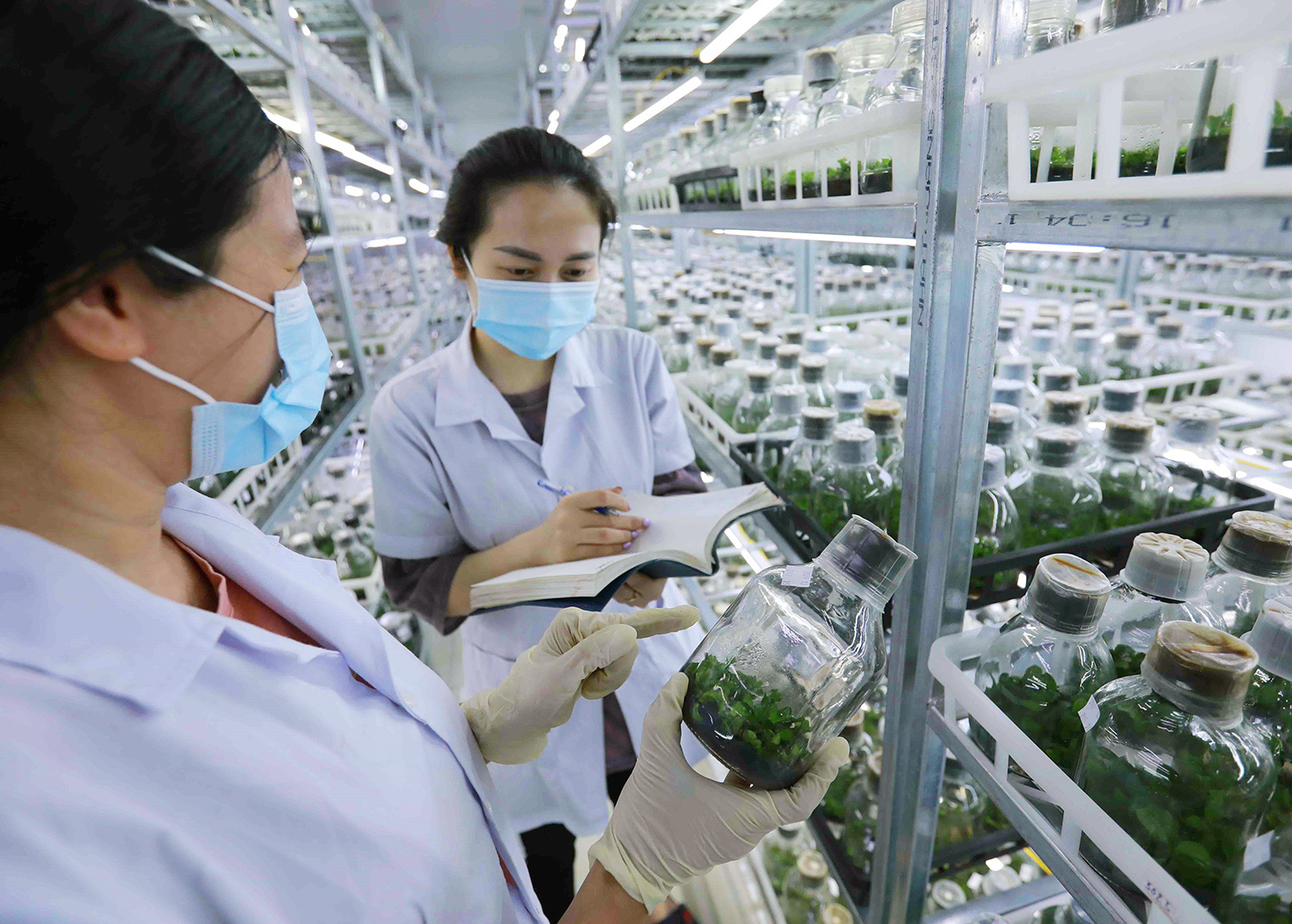 Thực hiện nghiên cứu, lai tạo giống hoa lan bằng phương pháp nuôi cấy mô tại đơn vị thuộc Viện Khoa học Nông nghiệp Việt Nam