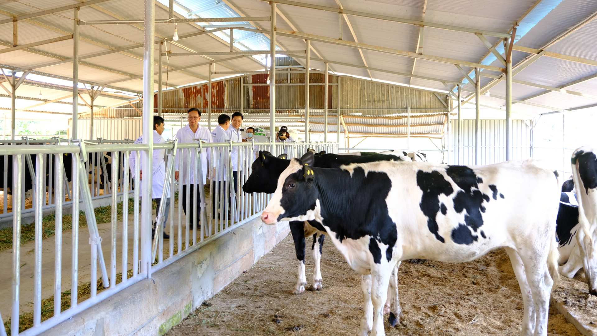 Cát Tiên: Tháo gỡ một số khó khăn trong phát triển chăn nuôi bò sữa