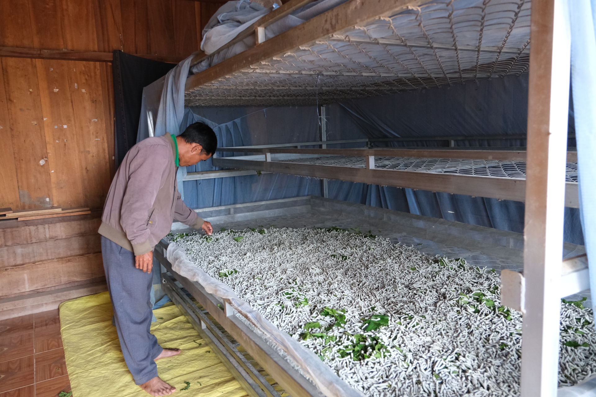 Mô hình trồng dâu nuôi tằm ngày càng được nhiều hộ dân xã Đạ Long thực hiện, góp phần mang lại thu nhập đáng kể cho người dân.  