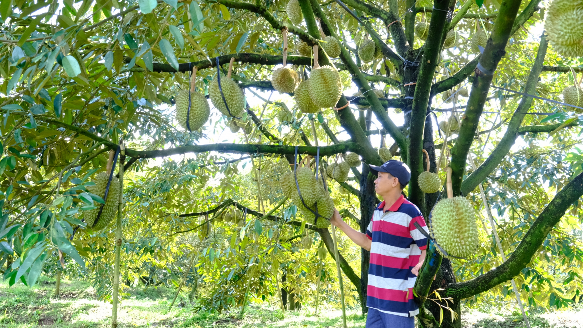 Theo số liệu thống kê, hiện toàn xã Liêng S’rônh đang có hơn  455 ha cây ăn trái, chủ yếu là sầu riêng. 