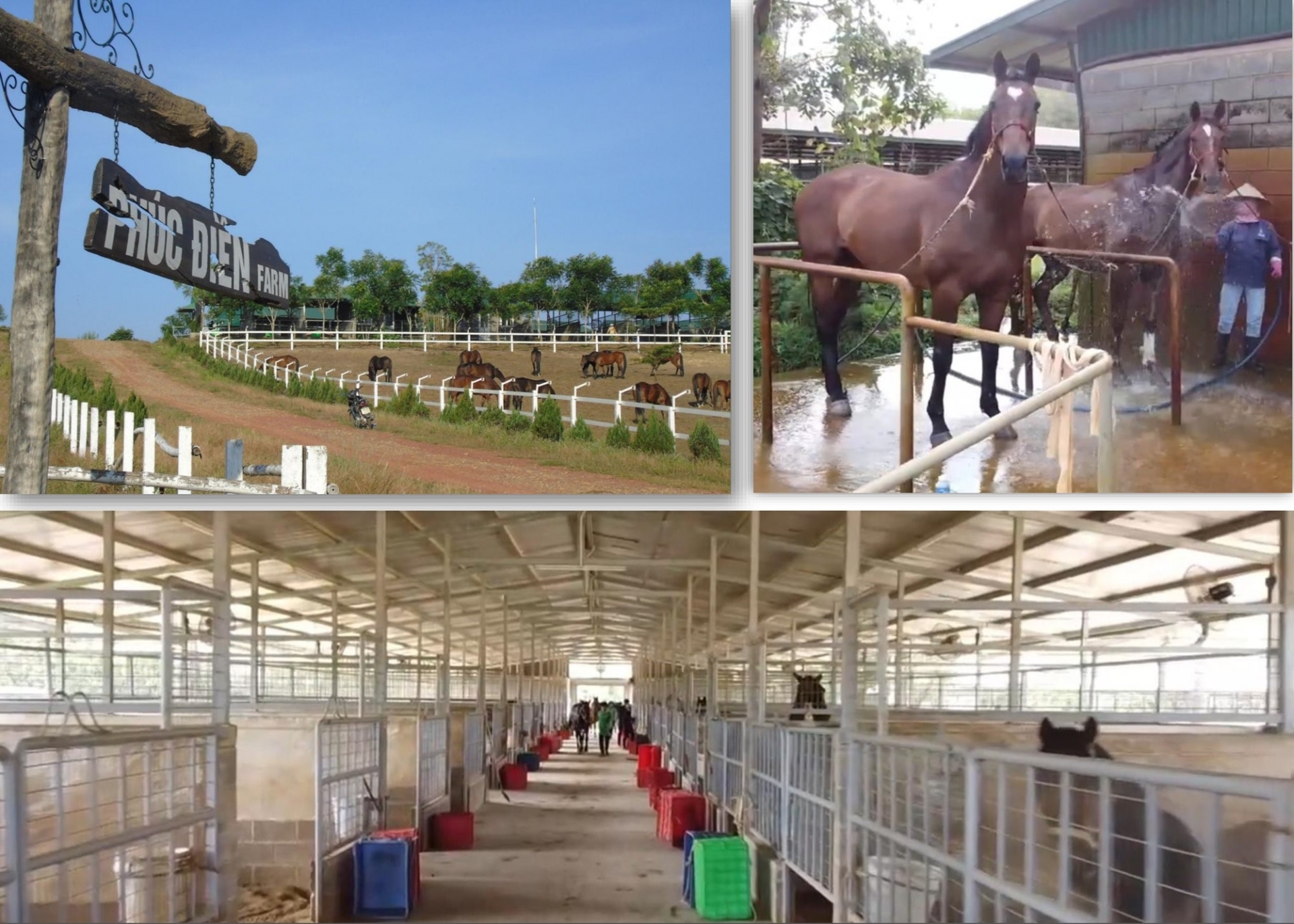 Trung tâm nuôi và huấn luyện ngựa đua của Công ty cổ phần Thiên Mã Madagui