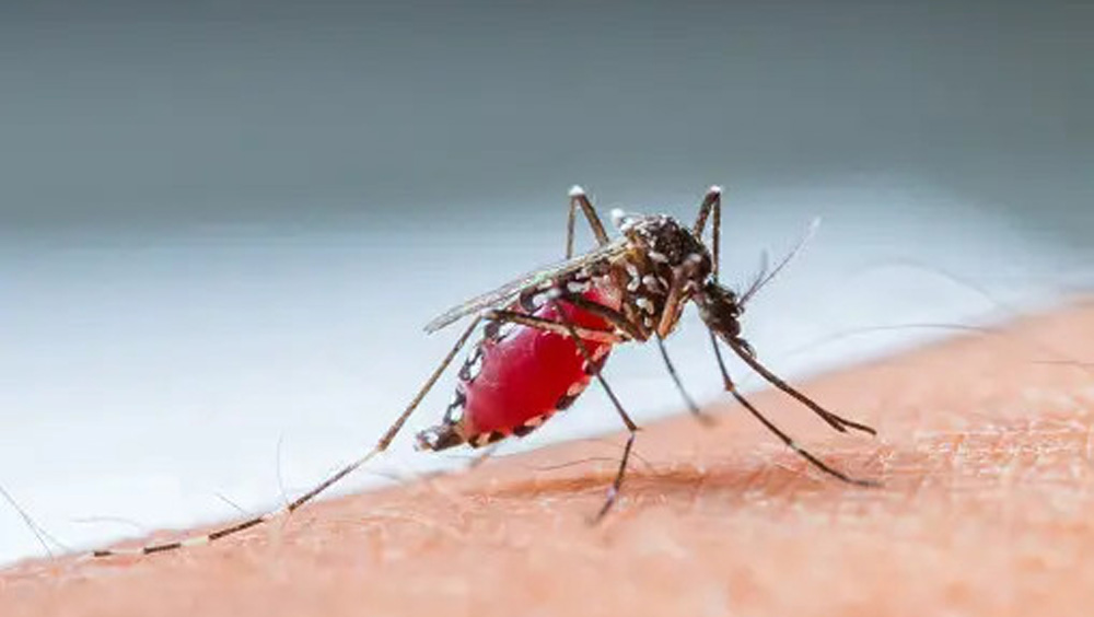 Sốt xuất huyết là bệnh nhiễm virus lây lan từ muỗi sang người qua vết đốt của muỗi bị nhiễm bệnh. Ảnh: Pexels