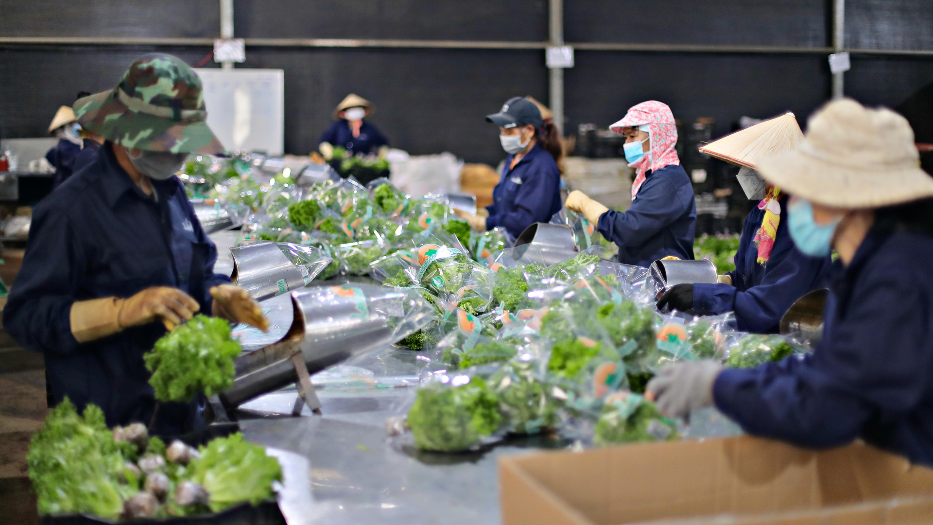 Doanh nghiệp trồng rau, hoa công nghệ cao tại Đà Lạt đóng gói, 
xuất khẩu sang thị trường Nhật Bản
