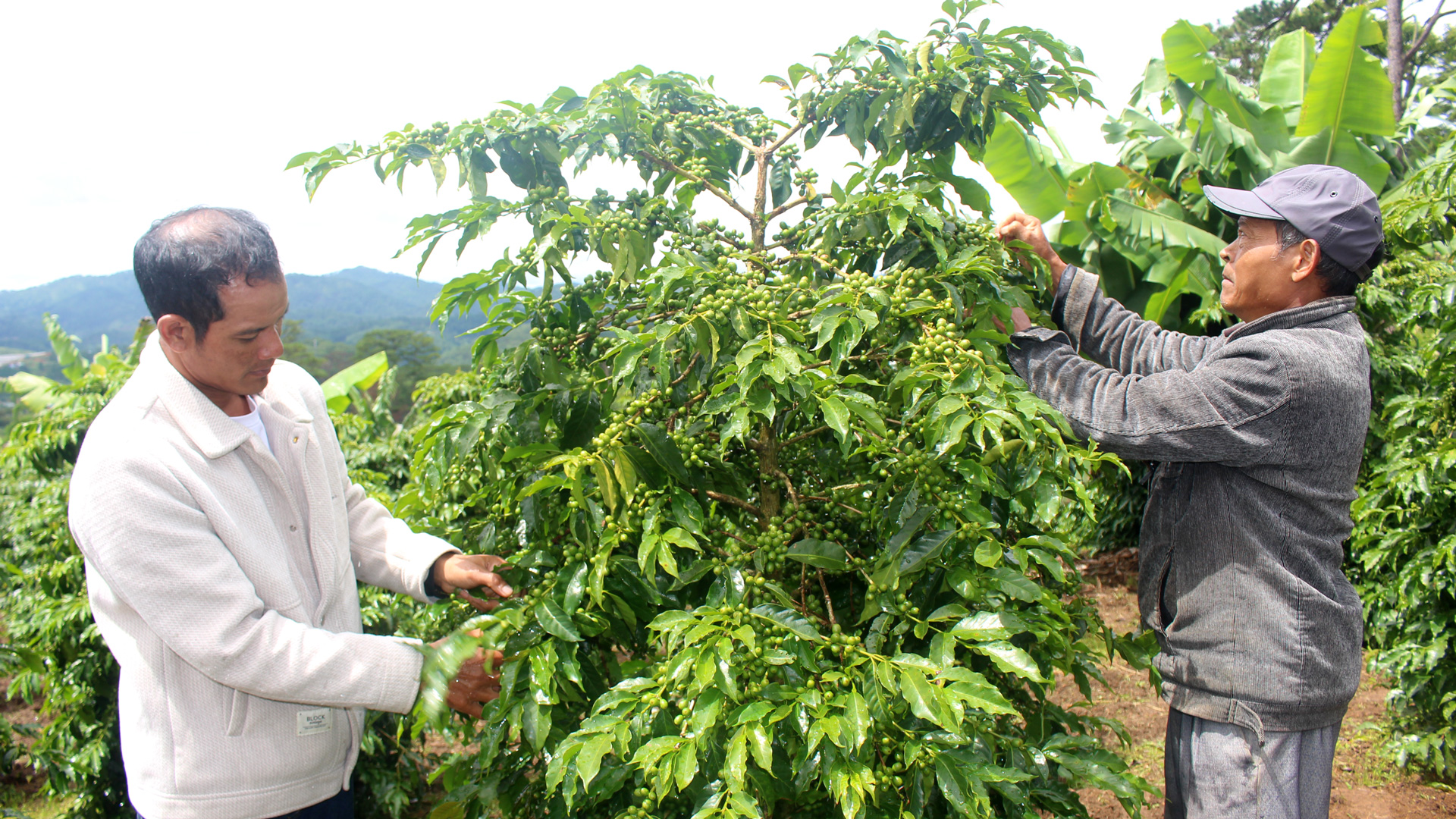Việc áp dụng quy trình kỹ thuật tiên tiến trồng, chăm sóc cà phê 
đã cho bà con những vườn cây trĩu hạt