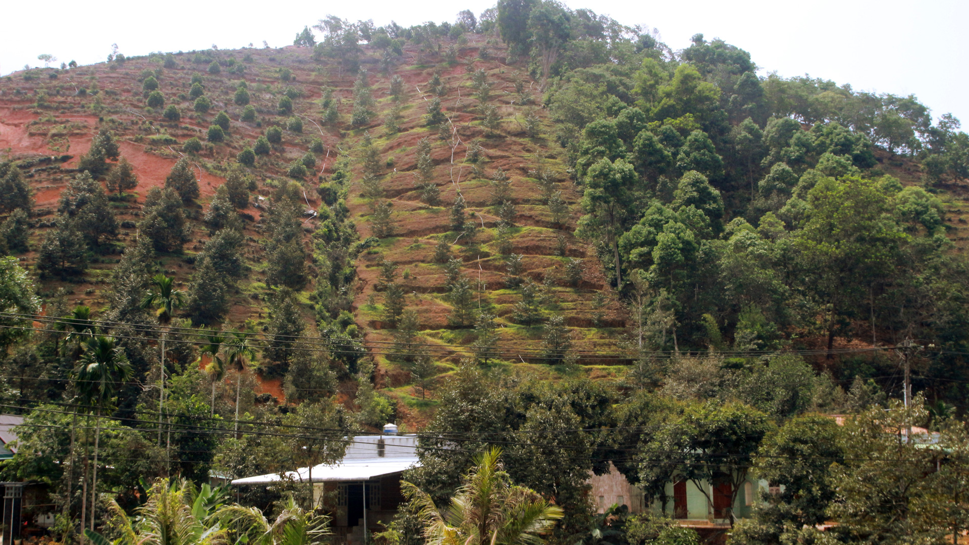 Những triền đồi trước đây trồng điều, giờ đã được nông dân chuyển sang trồng sầu riêng tại Đạ Huoai