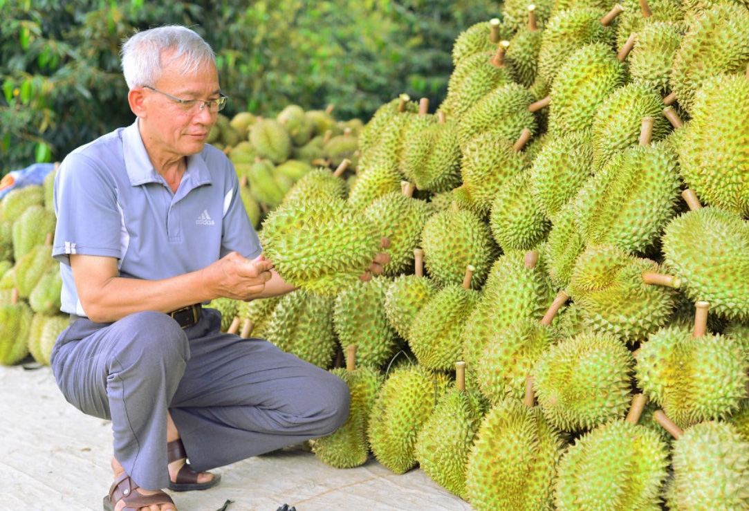 Thực hiện đột phá trong nông nghiệp đã giúp huyện Đạ Huoai có trên 800 nông dân thu nhập tiền tỷ mỗi năm từ sầu riêng