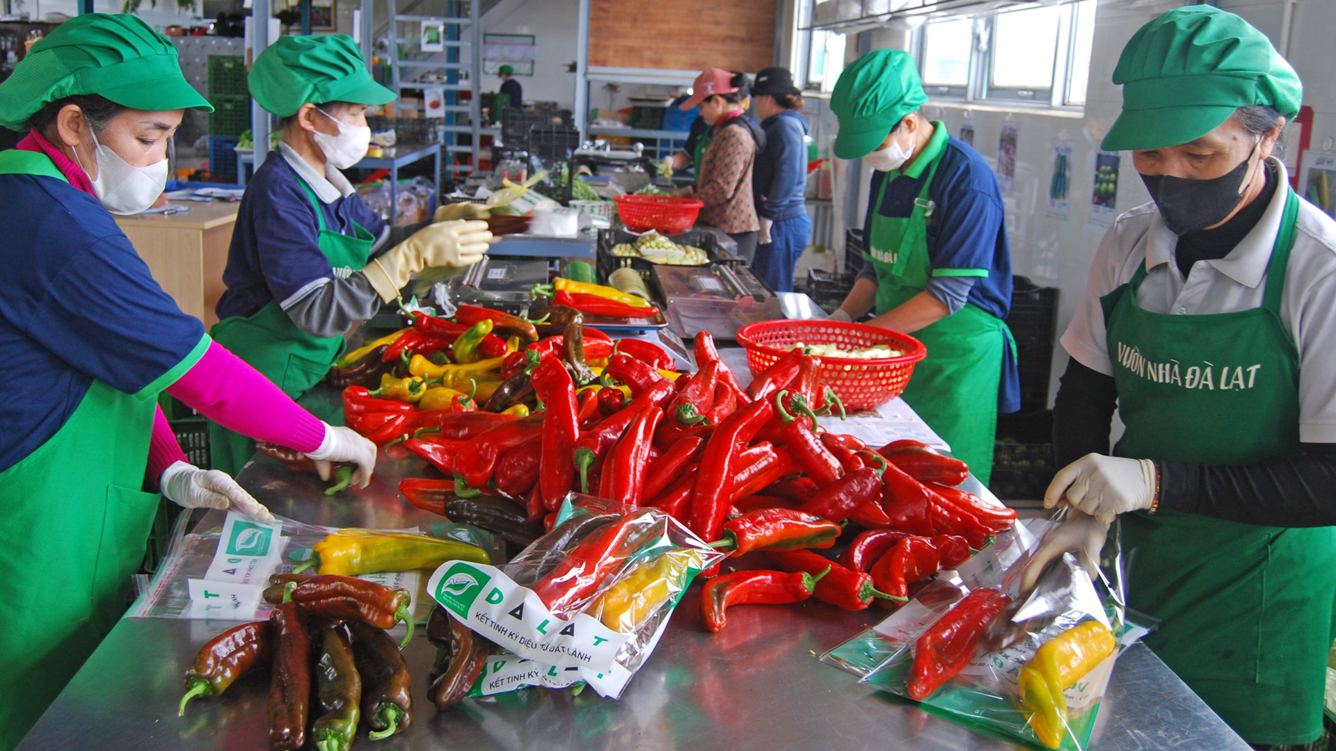 Để nâng cao chỉ số “chính sách hỗ trợ doanh nghiệp”, ngành Nông nghiệp Lâm Đồng tiếp tục phát triển liên kết chuỗi để mở rộng thị trường tiêu thụ nông sản