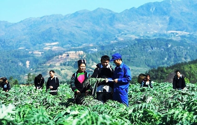 CHÍNH SÁCH MỚI: Hỗ trợ tới 1 tỷ đồng/dự án phát triển vùng trồng dược liệu quý ở miền núi
