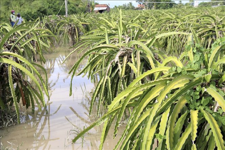 Thời tiết ngày 29/8: Trung Bộ, Tây Nguyên và Nam Bộ có mưa to, biển động mạnh