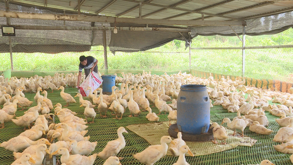 Hợp tác chăn nuôi vịt hiệu quả gắn với đảm bảo môi trường bền vững