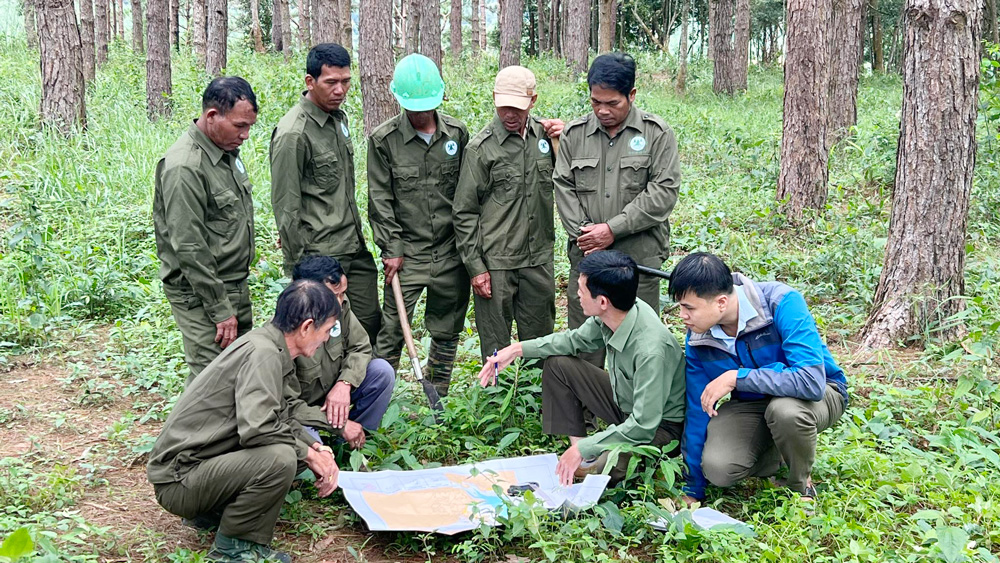 Ghi nhận trong quản lý, bảo vệ rừng ở Công ty Lâm nghiệp Bảo Thuận
