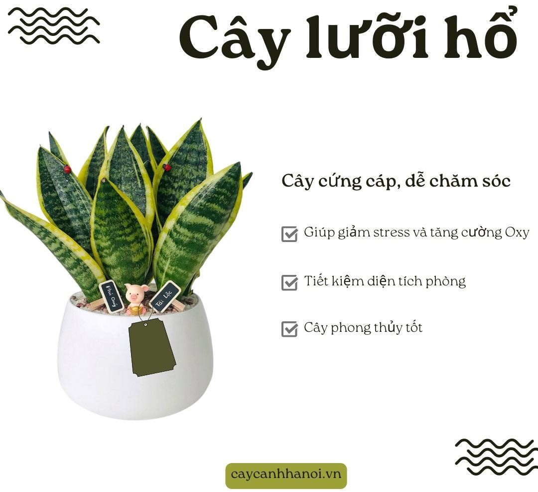 Đơn vị có sẵn đa dạng các chậu cây cảnh