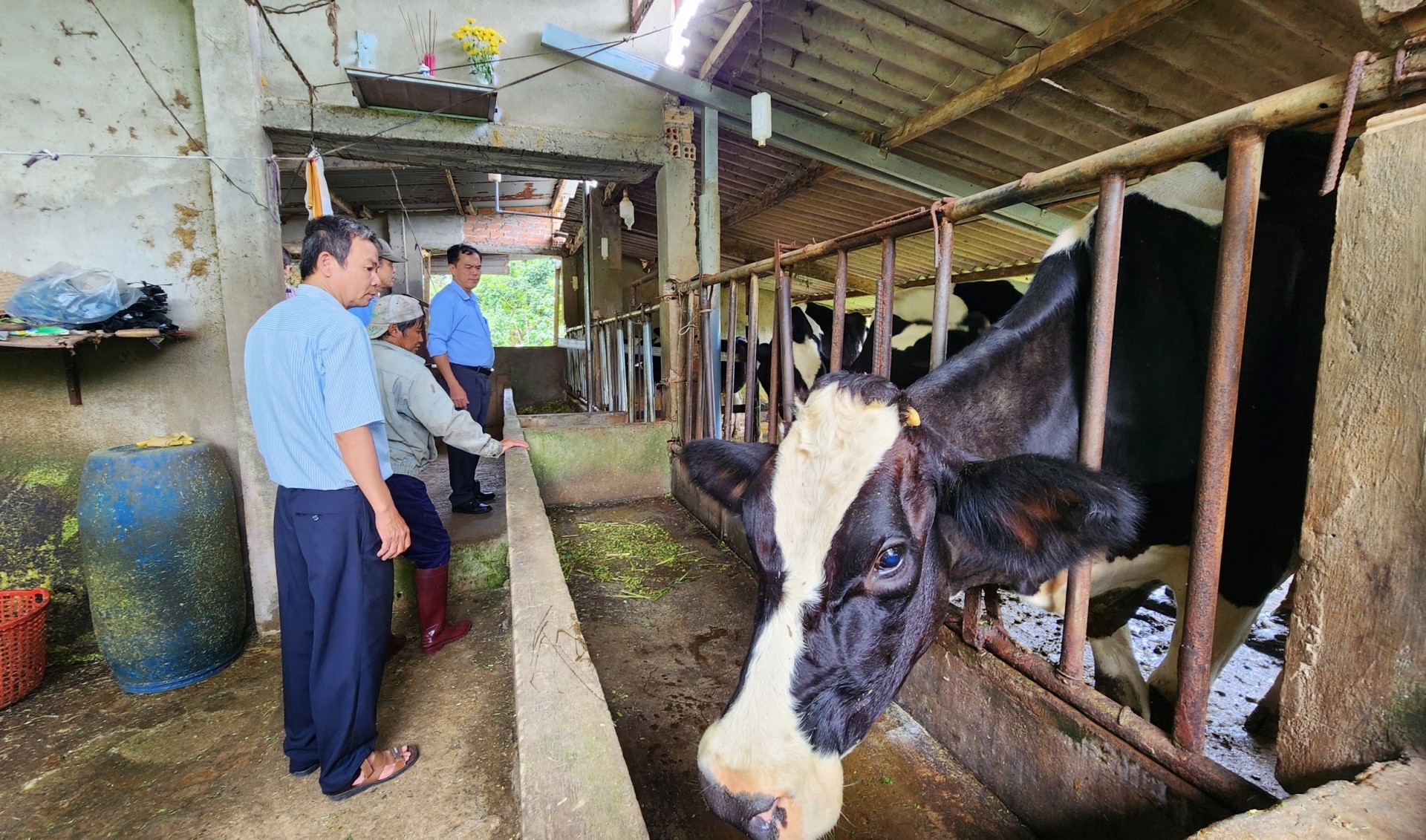 Tại một hộ chăn nuôi bò sữa tại xã Đại Lào ghi nhận có 4 con bò xuất hiện các triệu chứng bệnh tiêu chảy sau khi tiêm vắc xin phòng bệnh viêm da nổi cục