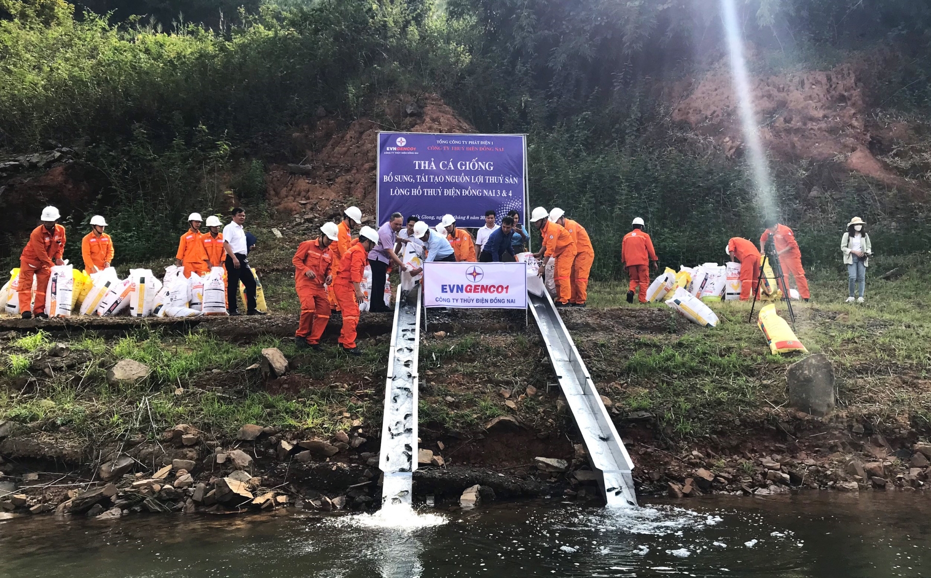 Thả 70 ngàn con cá giống xuống 2 hồ Thủy điện Đồng Nai 3 và 4 để tạo nguồn lợi thủy sản