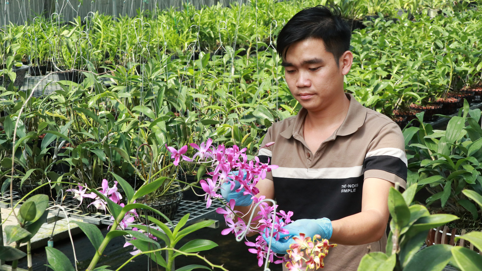 Anh Vũ Đức Nghi bên vườn lan rừng công nghệ cao 1 ha 
tại xã Lộc Thanh (TP Bảo Lộc)