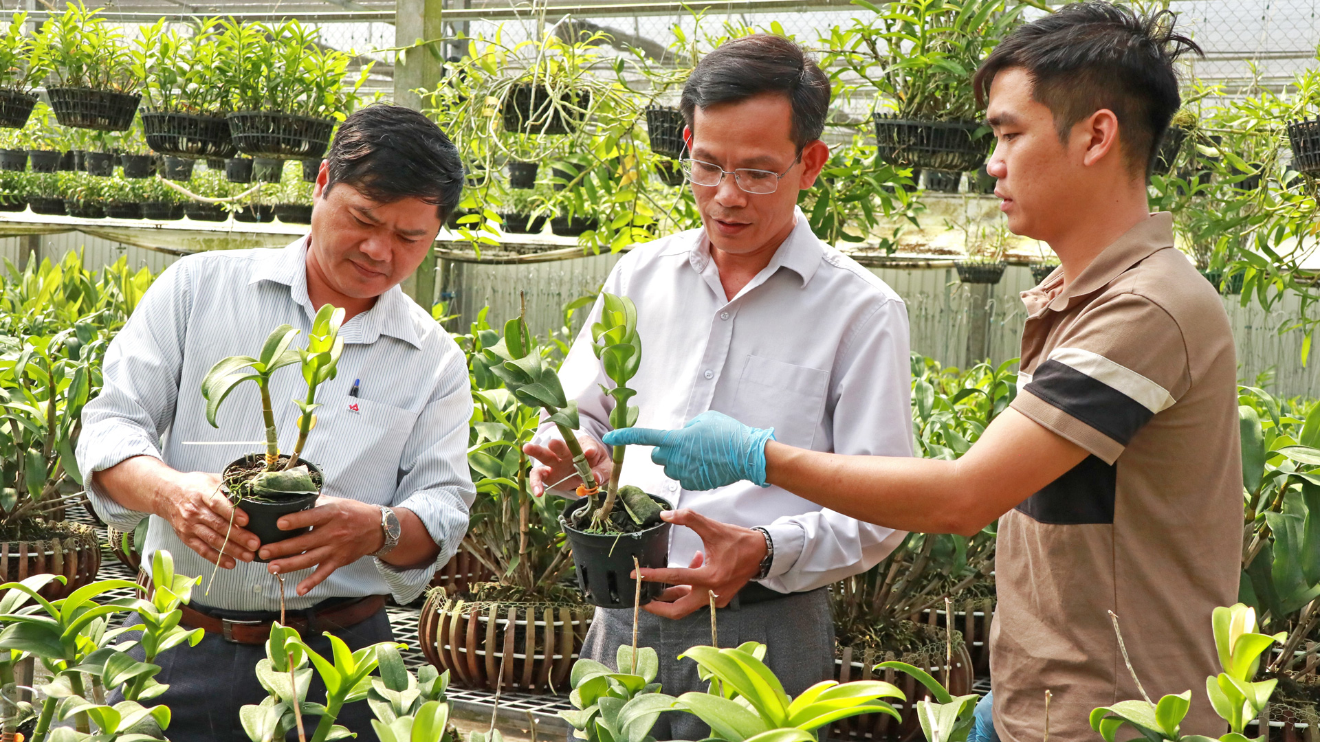 Nghề trồng hoa phong lan tại TP Bảo Lộc đang trở thành 
phong trào phát triển mạnh, mang lại giá trị kinh tế cao