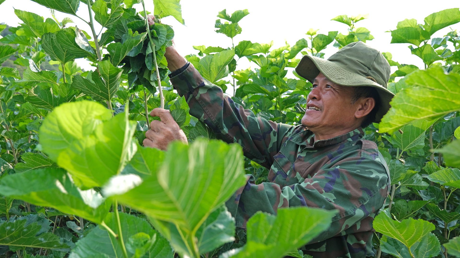 Nông dân Triệu Hải thi đua sản xuất, kinh doanh giỏi