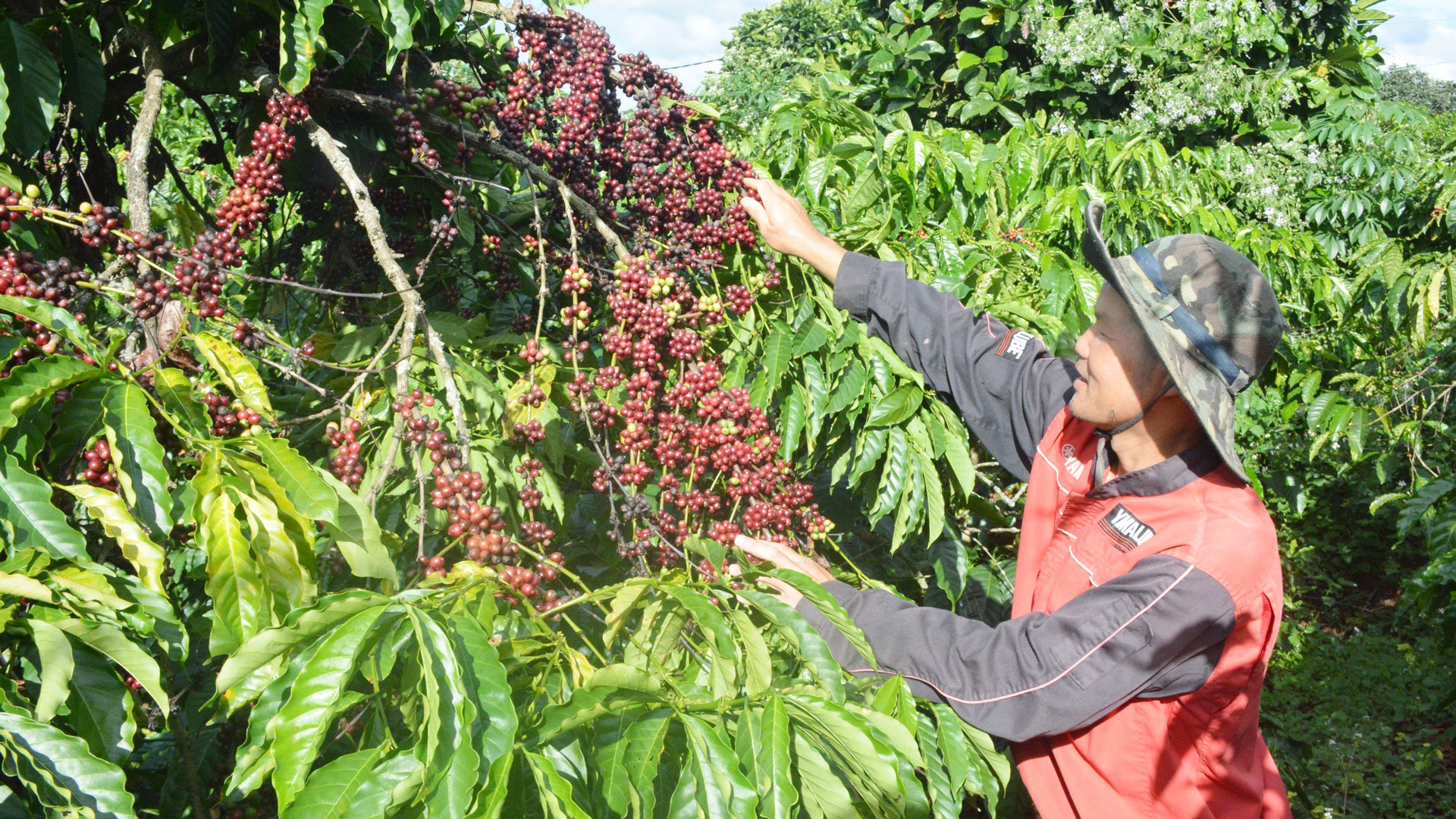 Thu hoạch cà phê