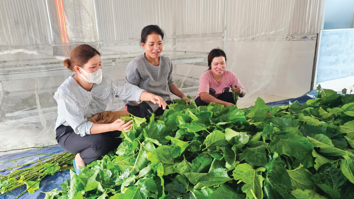 Trồng dâu, nuôi tằm đã làm thay đổi nhận thức, tư duy sản xuất
của đồng bào dân tộc thiểu số ở “làng tằm” xã Đạ M’rông