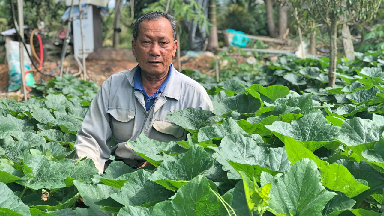 Làm giàu từ rau lớn siêu nhanh