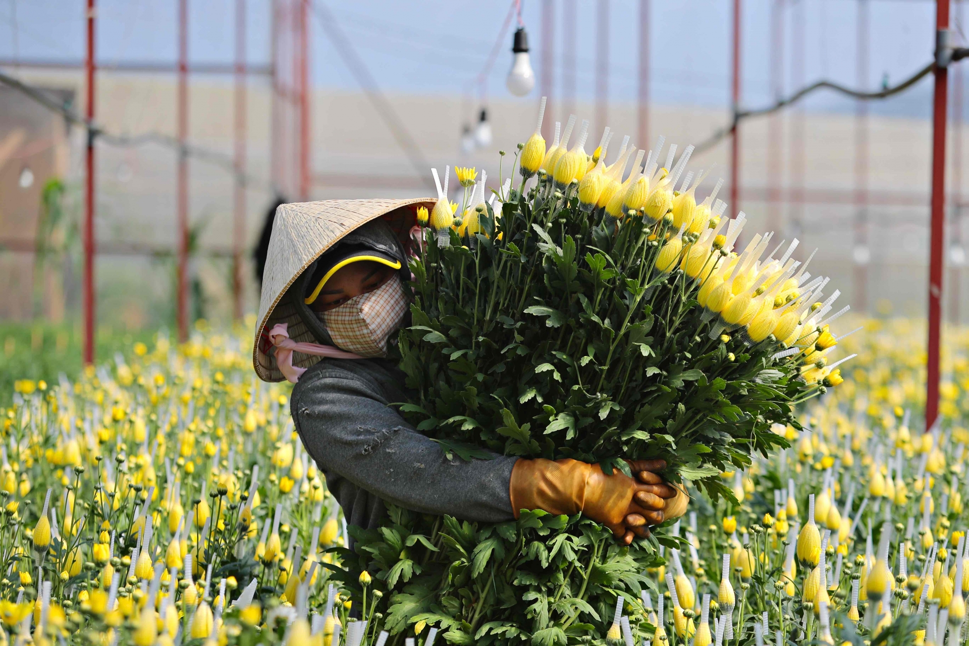Hiện nay, TP Hồ Chí Minh và các tỉnh phía Nam là thị trường chính tiêu thụ hoa Đà Lạt