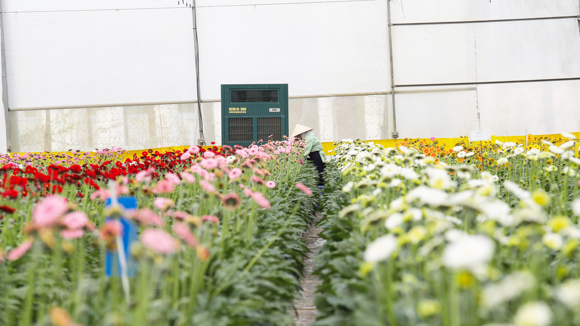 Gần 24 tỷ đồng triển khai đề án nhập 47 giống hoa có bản quyền phục vụ sản xuất