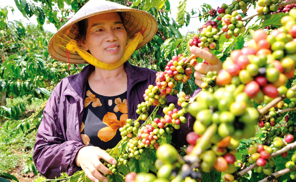 Lâm Đồng hiện có trên 160 ngàn ha cà phê Robusta chiếm khoảng 91% tổng diện tích cà phê toàn tỉnh