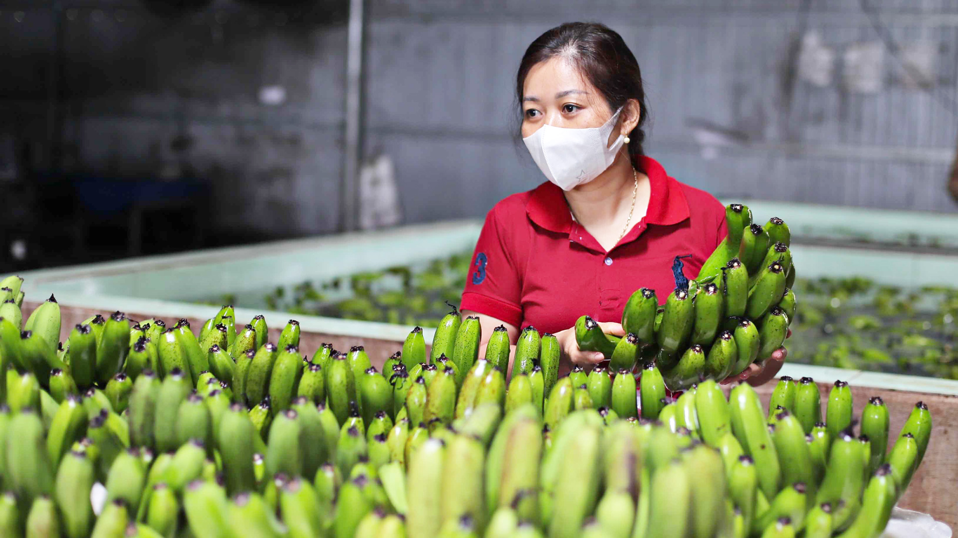Sản xuất chuối Laba, sản phẩm được công nhận OCOP 4 sao tại xã Đạ K’nàng, huyện Đam Rông