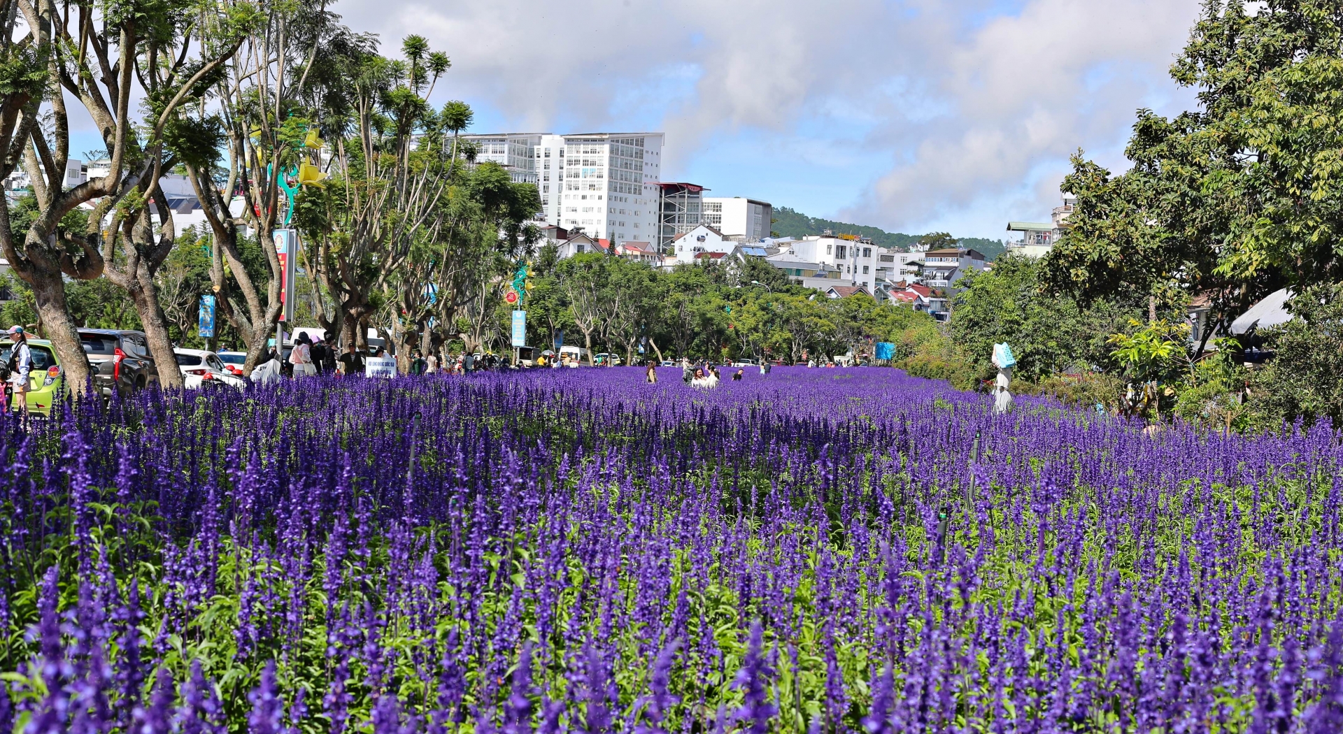 Vườn hoa Lavender tím nổi bật, thu hút hàng trăm lượt người dân, du khách tới ngắm, chụp ảnh giữa buổi sáng chủ nhật trời nắng đẹp.
