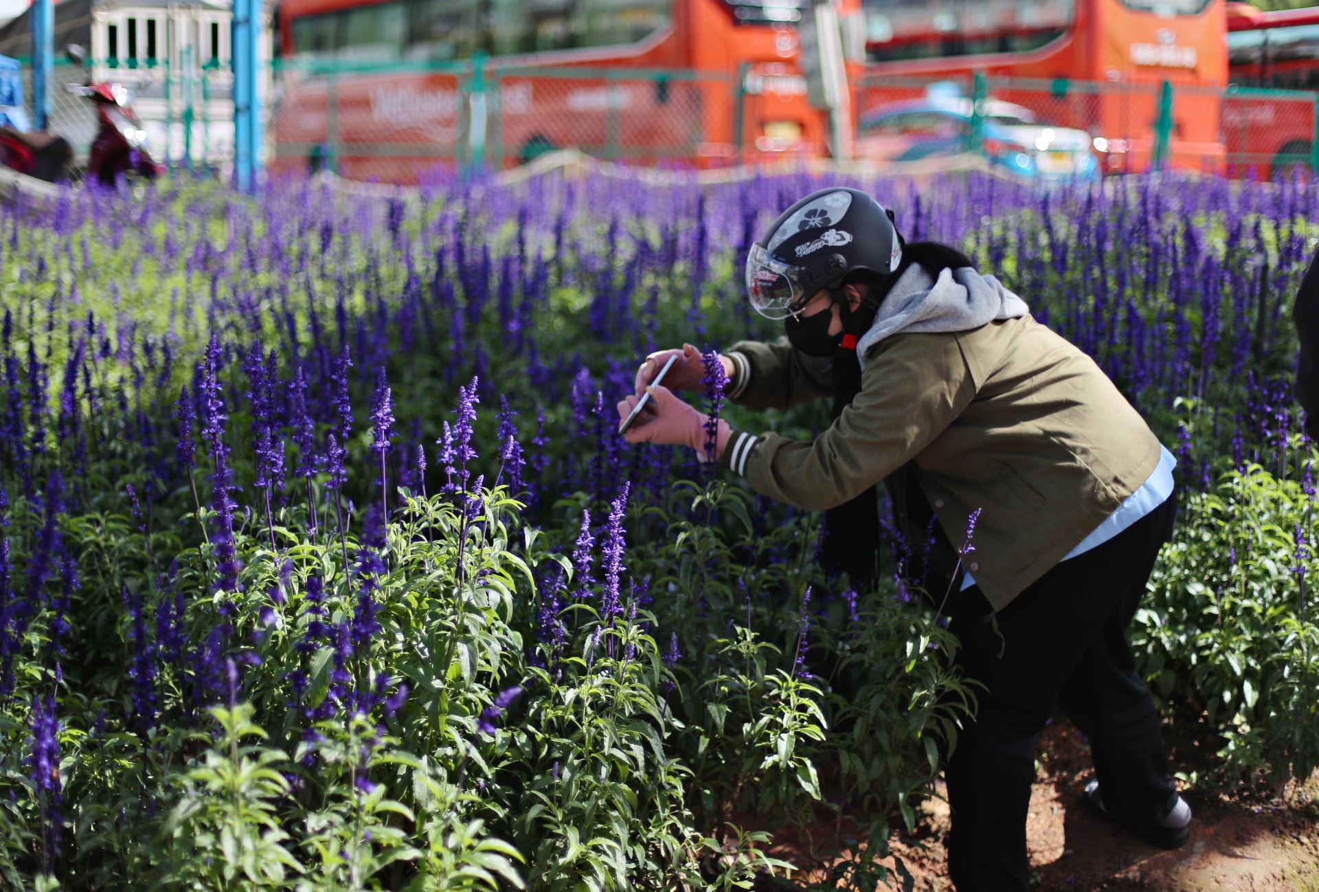Người dân thích thú chụp ảnh với hoa Lavender 