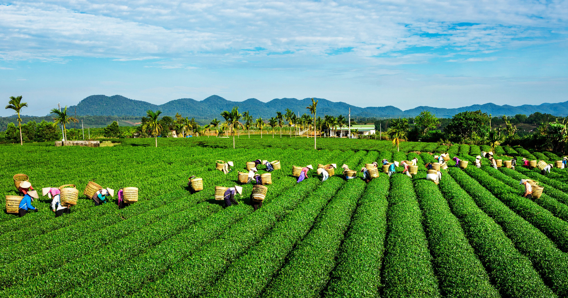 Đồi trà Bảo Lộc. Ảnh: Tư liệu