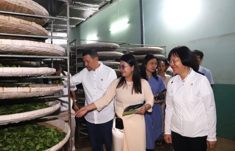 Đoàn khảo sát Ban tổ chức Hội chợ Chè Quốc tế Trung Quốc tham quan vùng nguyên liệu chè tại Bảo Lộc