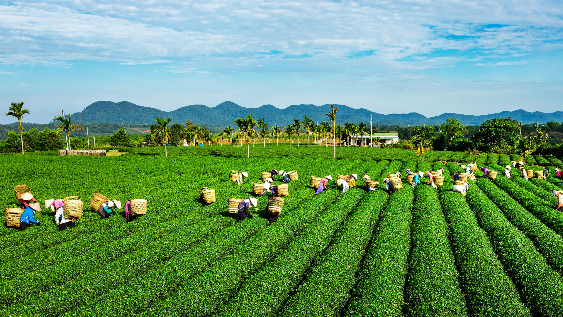 Những phong trào làm rạng rỡ bộ mặt nông thôn