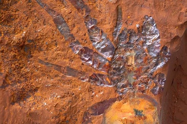 Đây là hóa thạch nhện lớn nhất từng được ghi nhận ở Australia