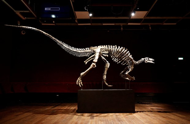 Hóa thạch xương khủng long thuộc chi Camptosaurus gần như nguyên vẹn. (Nguồn: Reuters)