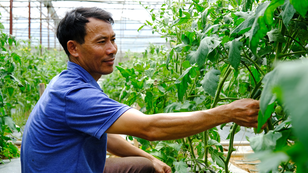 Mô hình trồng cà chua beef trong nhà màng của nông dân Ninh Loan đạt năng suất ổn định và cho thu nhập khá