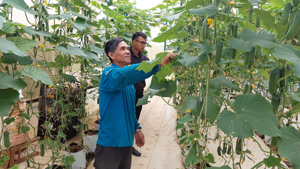 Chuyển đổi cây trồng giúp nông dân Đà Loan vươn lên làm giàu