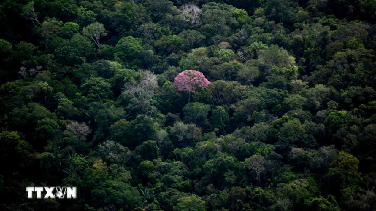 Rừng nhiệt đới Amazon tại bang Amazonas, Brazil