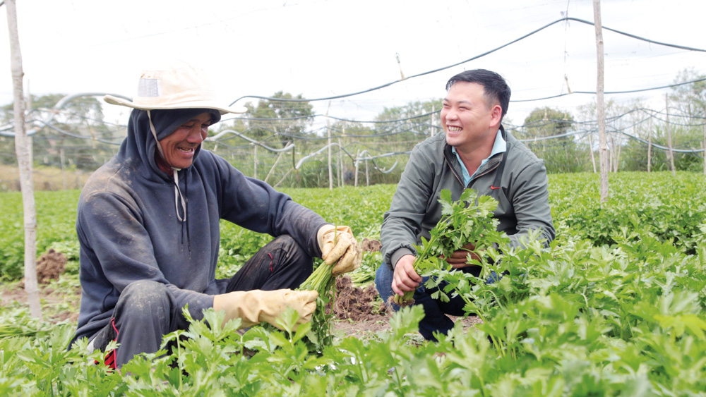 Anh Lưu Lập Đức đã liên kết và tạo thu nhập ổn định cho hơn 20 hộ nông dân tại huyện Đức Trọng