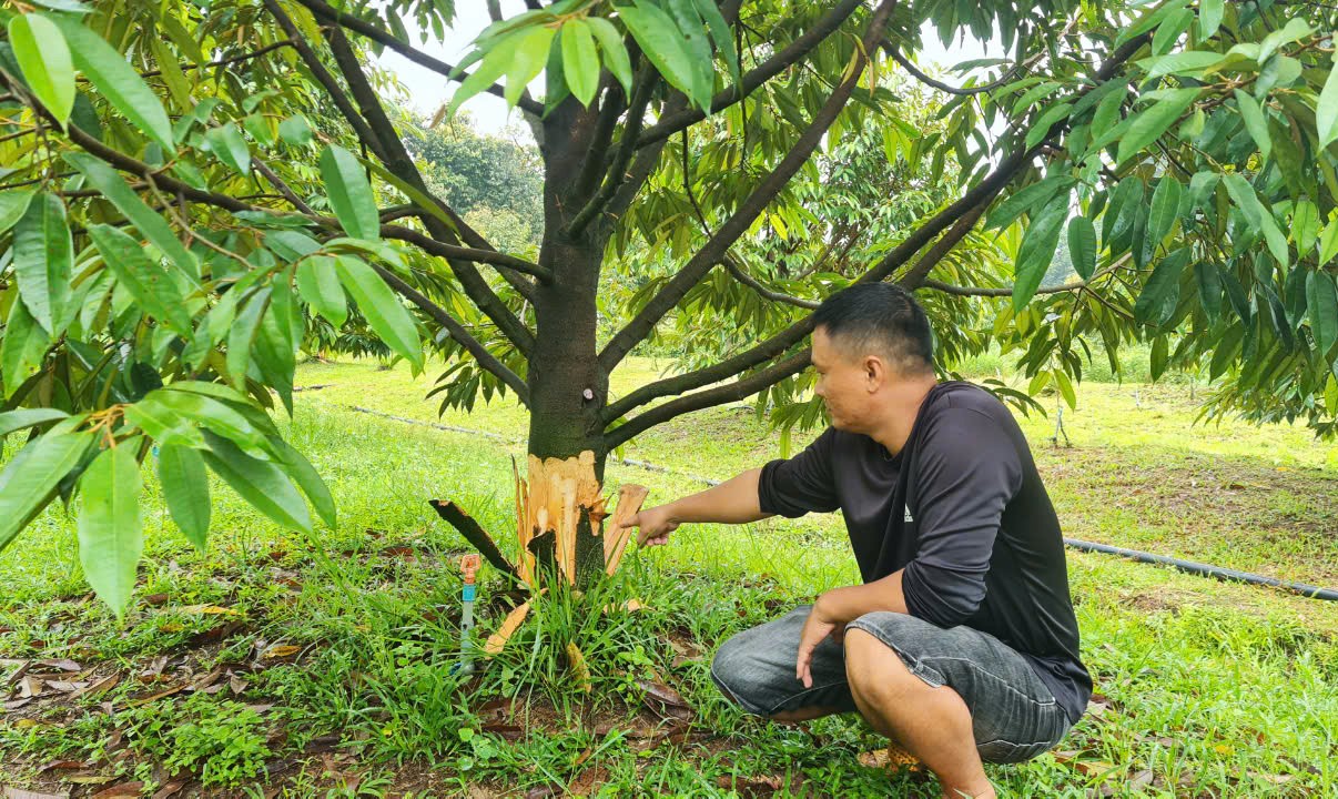 Anh Trung bên những gốc sầu riêng bị kẻ gian phá hoại