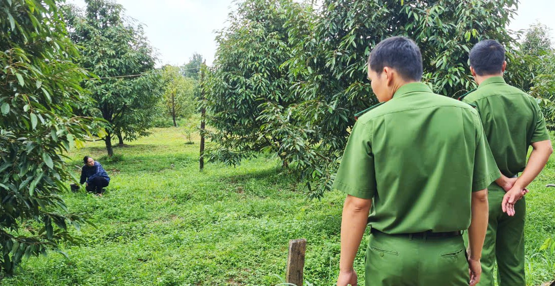 Cơ quan điều tra có mặt ghi nhận, khám nghiệm hiện trường vụ phá hoại vườn sầu riêng