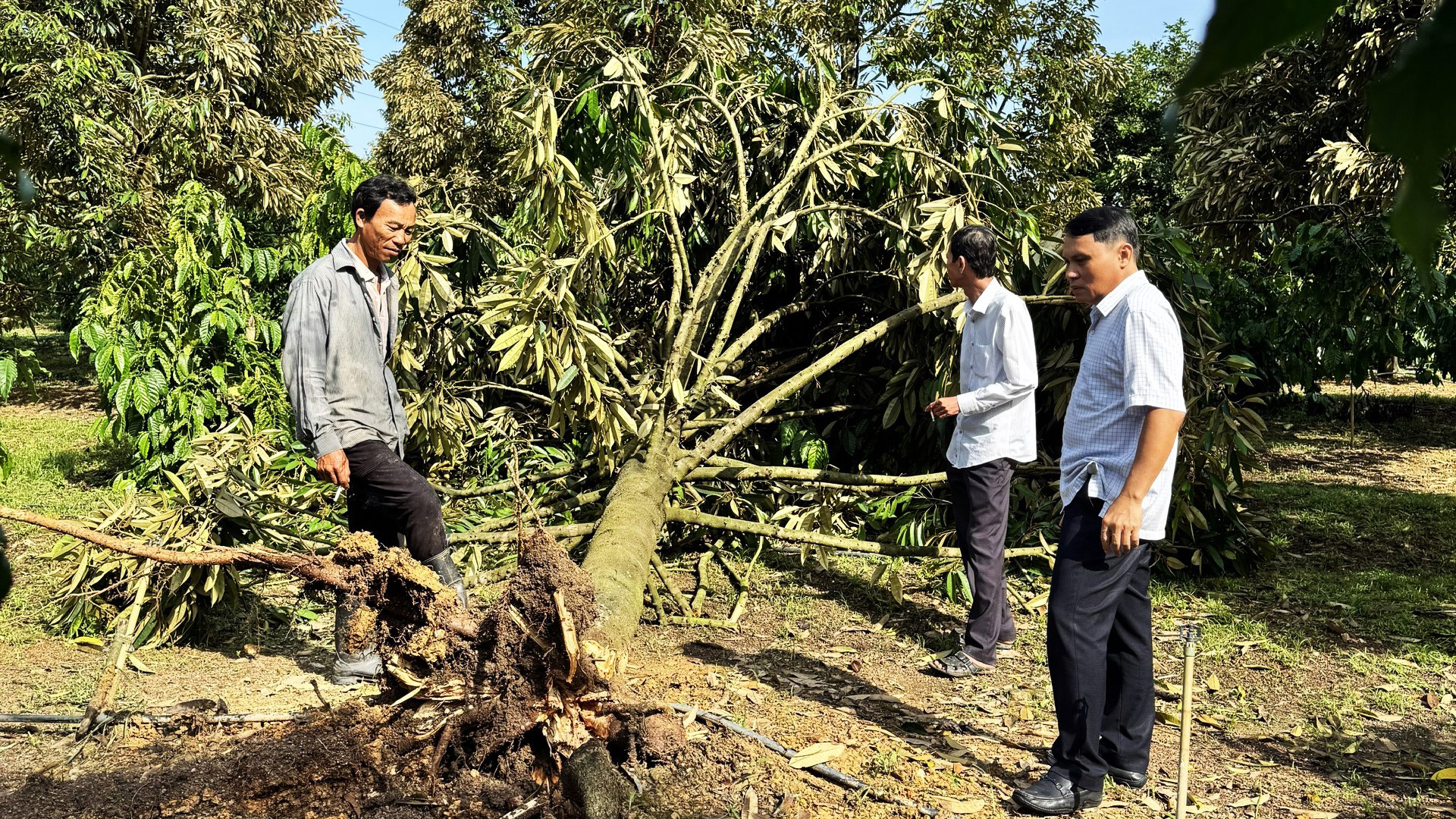 Đạ Huoai: Mưa lớn kèm lốc xoáy làm gãy đổ gần 100 cây sầu riêng