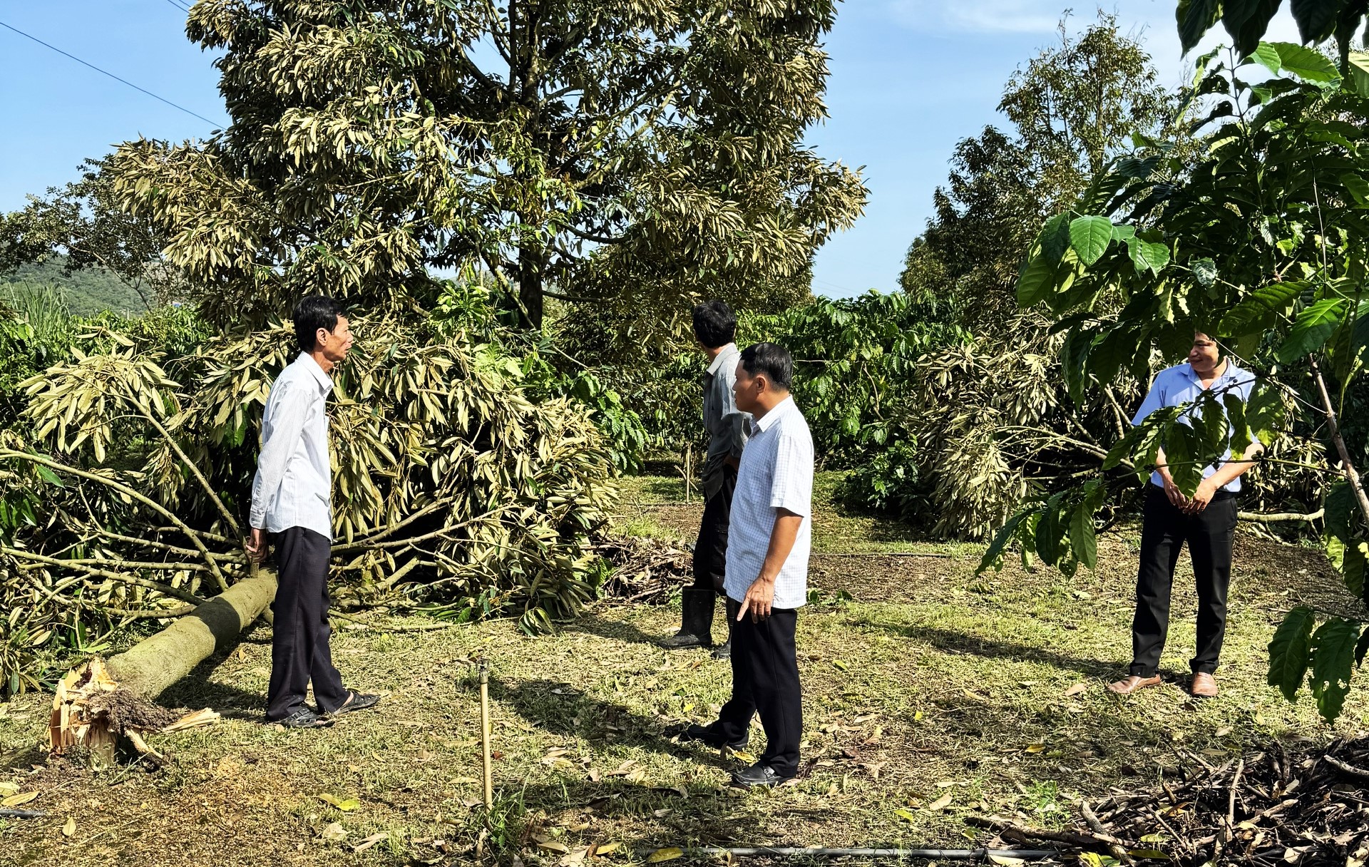 Cơ quan chức năng, chính quyền địa phương kiểm tra, thống kê thiệt hại sầu riêng do lốc xoáy gây ra