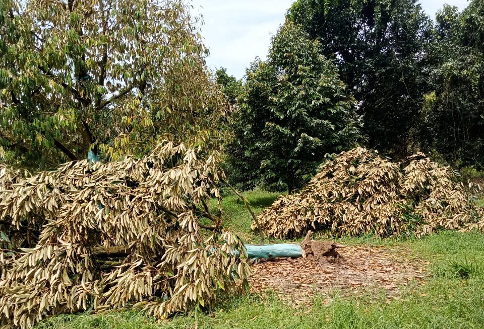 Lốc xoáy làm bật gãy đổ, bật gốc sầu riêng của người dân xã Mađaguôi