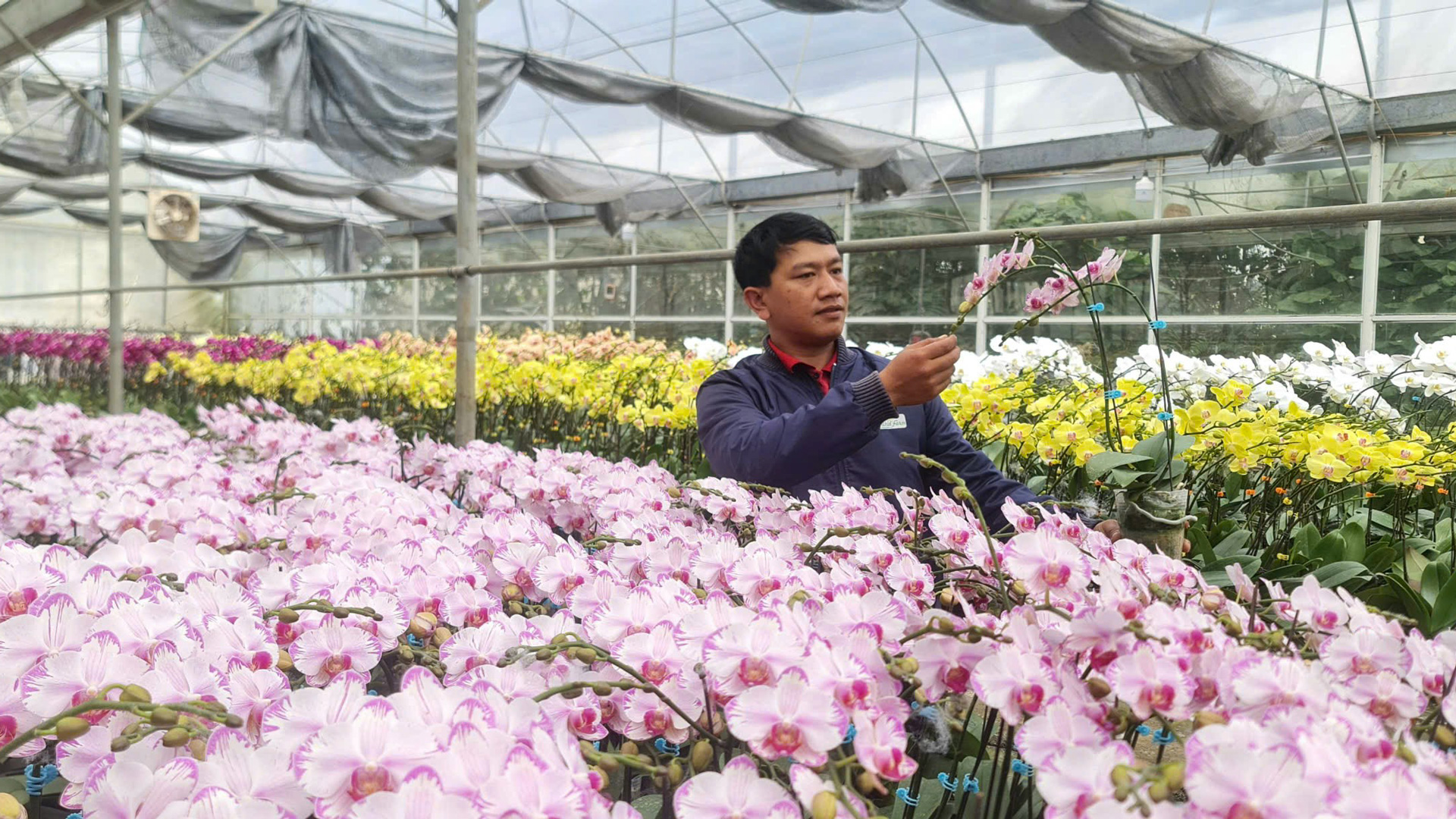 Công nhân chăm sóc hoa lan Hồ điệp ở Vườn lan YSA Orchid Farm của anh Phan Thanh Sang