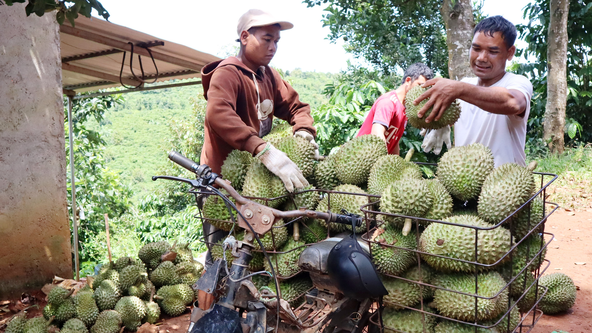 Cây sầu riêng mang lại giá trị kinh tế cao cho nông dân huyện Di Linh trong những năm gần đây