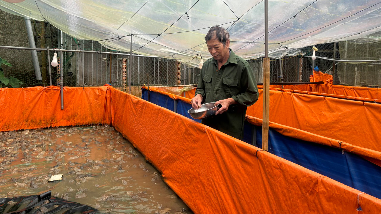 Cựu chiến binh Vũ Thanh Sơn đang cho ếch ăn