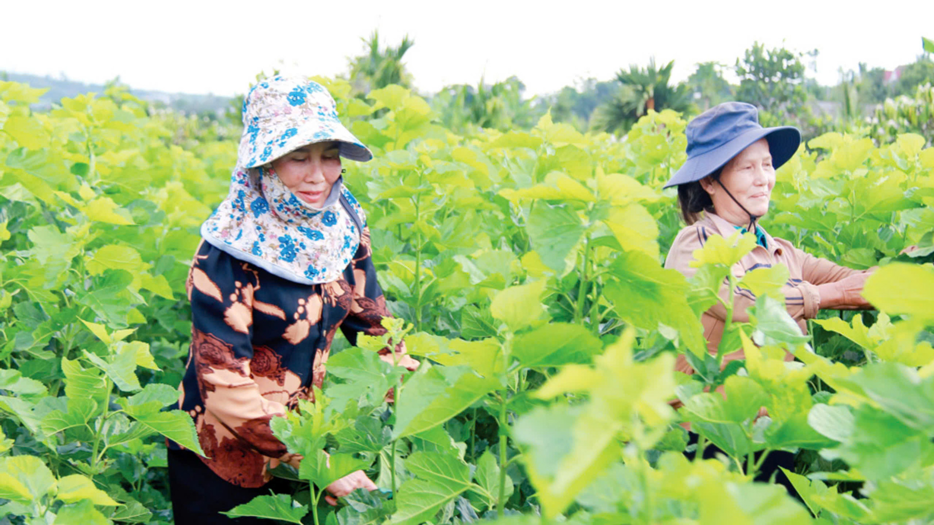 Mô hình Trồng dâu, nuôi tằm được chị em hội viên phụ nữ xã Tân Hà tích cực chuyển đổi