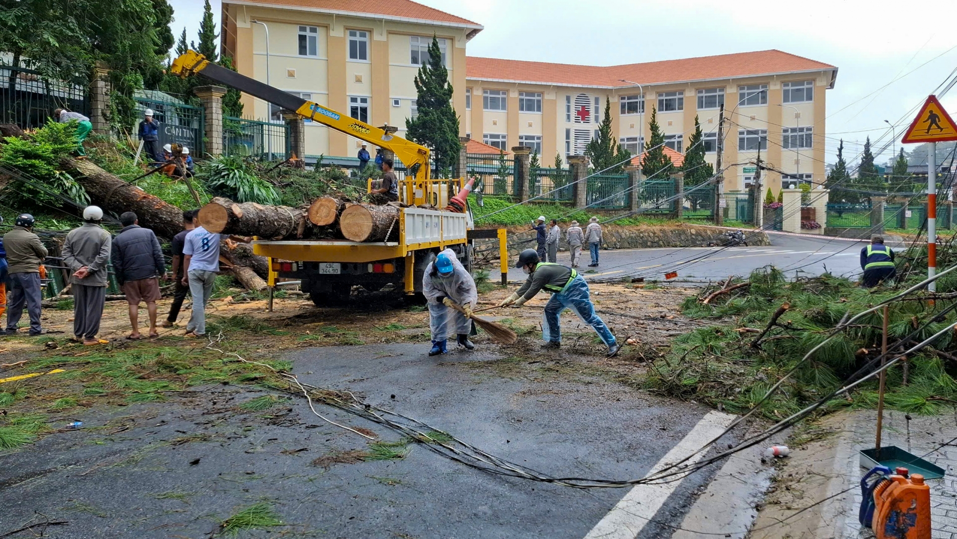 Đà Lạt: Thông cổ thụ ngã đổ gần Bệnh viện Đa khoa Lâm Đồng