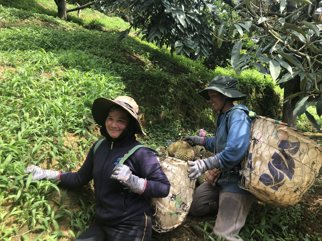 Mùa sầu riêng no ấm tại xã Tân Thượng, huyện Di Linh